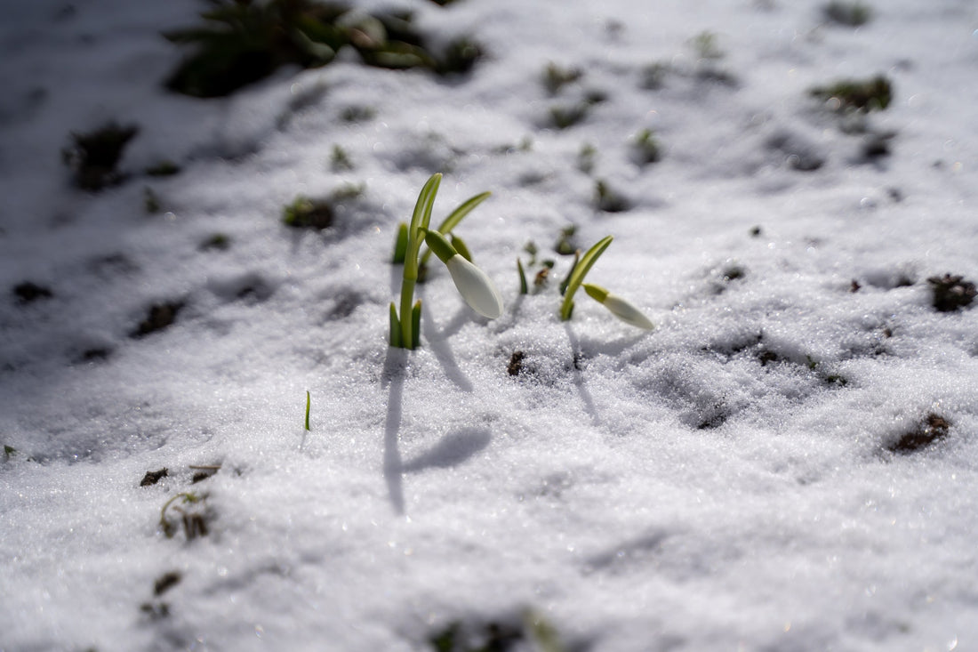 Celebrating Midwinter: Welcoming Rebirth and Recognizing Imbolc